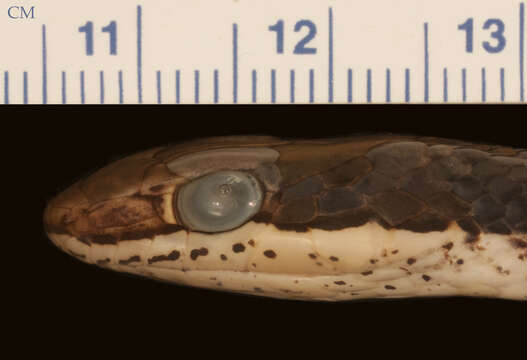 Sivun Psammophis orientalis Broadley 1977 kuva