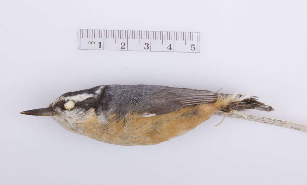 Image of Red-breasted Nuthatch