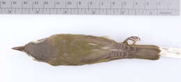 Image of <i>Vireo <i>olivaceus</i></i> olivaceus