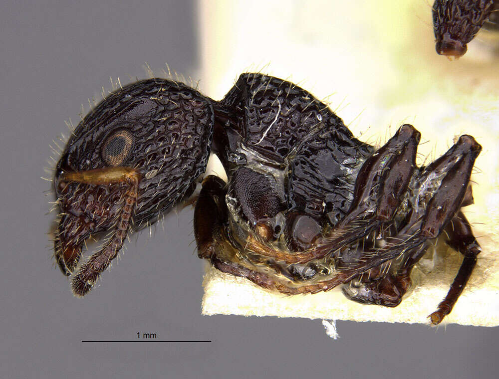 Image de Dilobocondyla borneensis Wheeler 1916