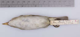 Слика од <i>Vireo <i>olivaceus</i></i> olivaceus