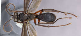 Image of Priochilus amabilis Banks 1946