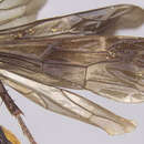 Image of <i>Priochilus formosus hondurensis</i>