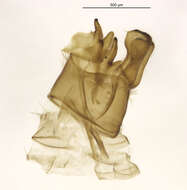 Image of Agapetus (Agapetus) malleatus Banks 1914