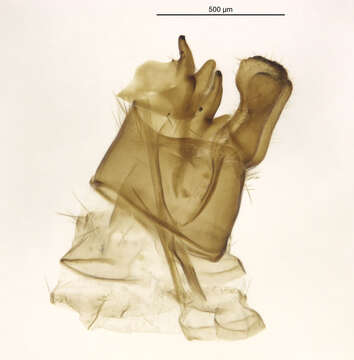 Image of Agapetus (Agapetus) malleatus Banks 1914