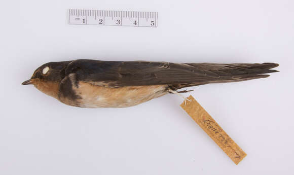 Image of Hirundo rustica erythrogaster Boddaert 1783