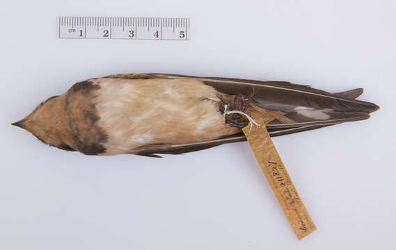 Image of Hirundo rustica erythrogaster Boddaert 1783