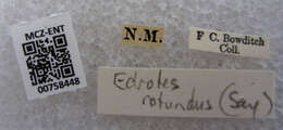 Image of Edrotes (Edrotes) rotundus (Say 1824)