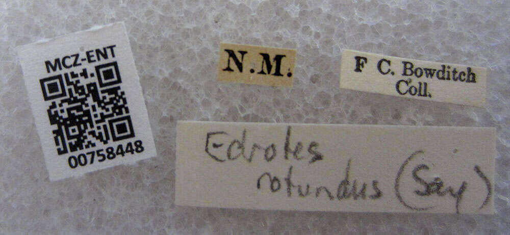 Image of Edrotes (Edrotes) rotundus (Say 1824)