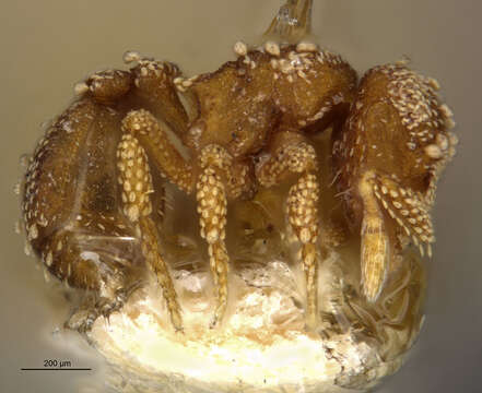 Image of Eurhopalothrix alopeciosa Brown & Kempf 1960