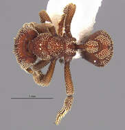 Image de Eurhopalothrix heliscata Wilson & Brown 1985