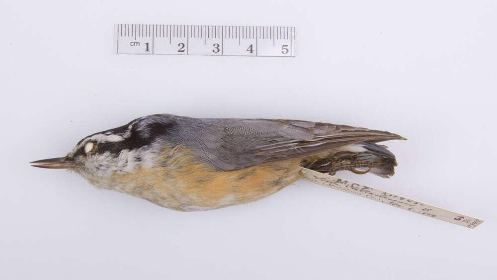 Image of Red-breasted Nuthatch