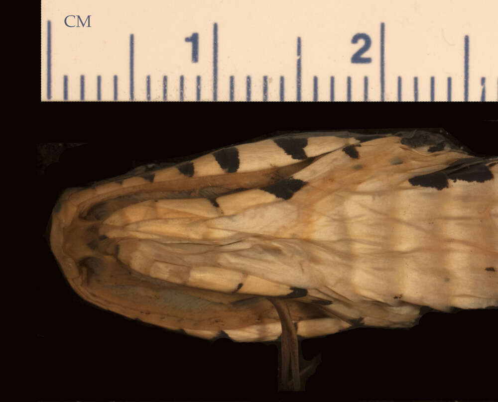 Image of Pseudoxenodon macrops fukiensis Pope 1928