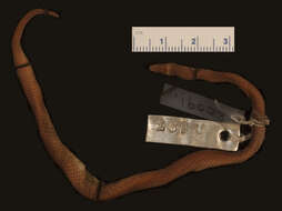 Image of Mcnamara's Burrowing Snake