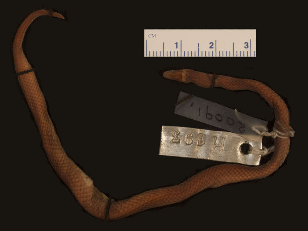 Image of Mcnamara's Burrowing Snake