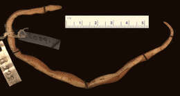 Image of Mcnamara's Burrowing Snake