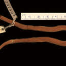 Image of Taylor's Burrowing Snake