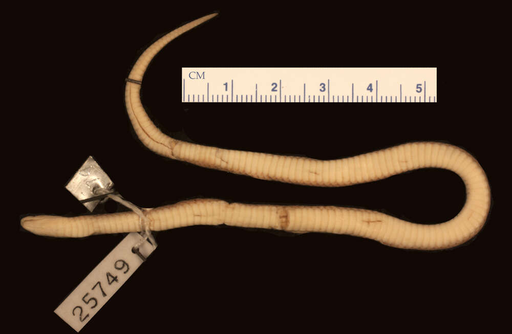 Image of Taylor's Burrowing Snake