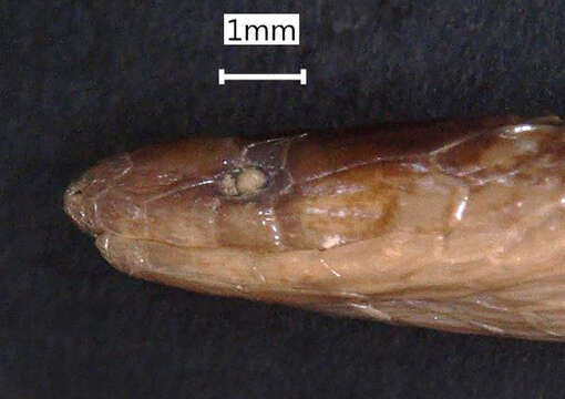 صورة Pseudorabdion mcnamarae (Taylor 1917)