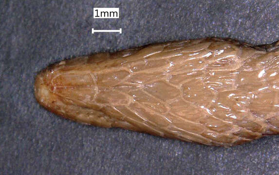 صورة Pseudorabdion mcnamarae (Taylor 1917)