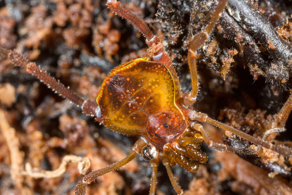 Image de Gonyleptidae