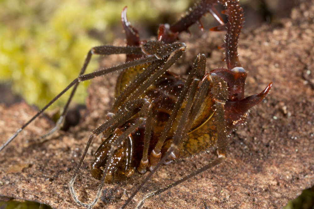 Image of Gonyleptidae