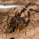 Image of <i>Metagyndes pulchella</i>