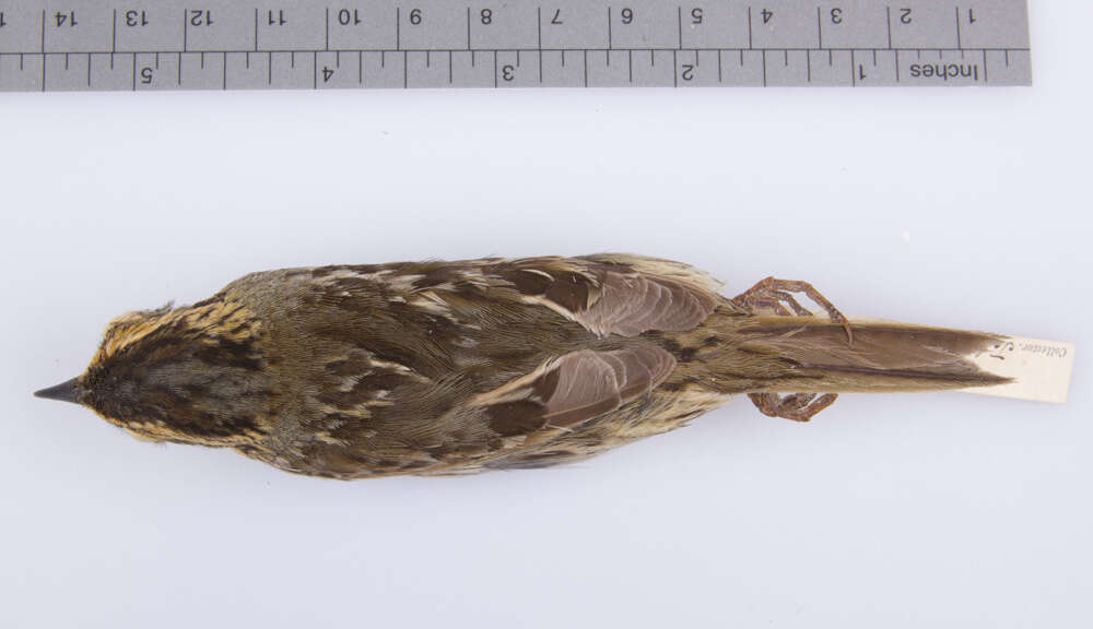 Image of Saltmarsh Sparrow