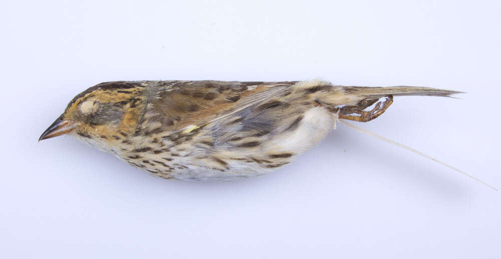 Image of Saltmarsh Sparrow