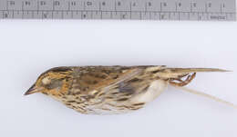 Image of Saltmarsh Sparrow