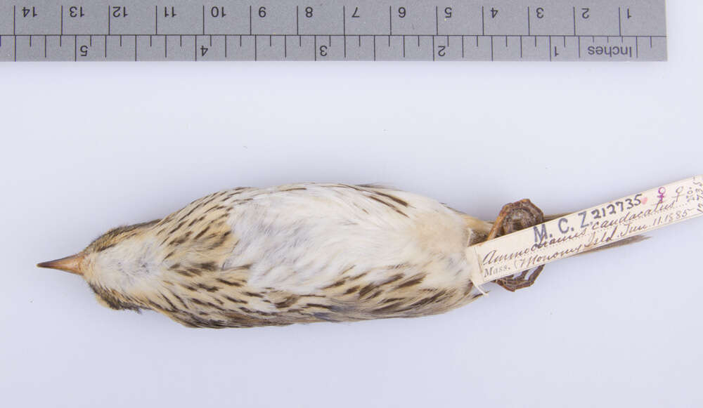 Image of Saltmarsh Sparrow