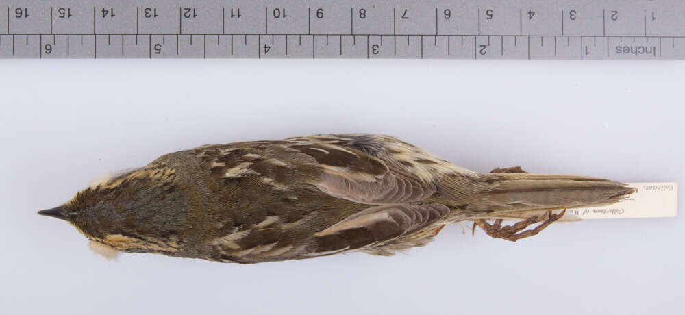 Image of Saltmarsh Sparrow