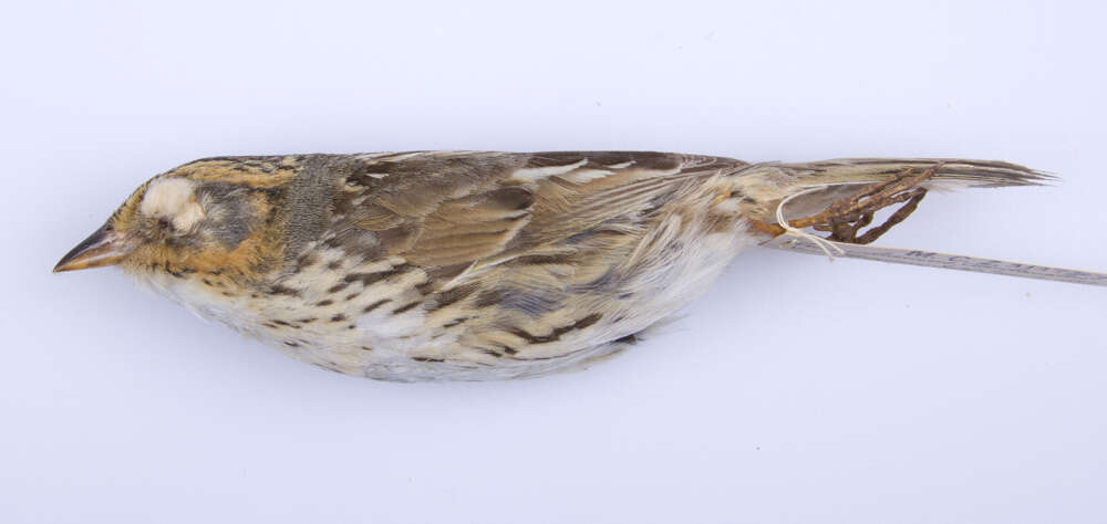 Image of Saltmarsh Sparrow