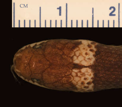 Image de Pseudoxyrhopus oblectator Cadle 1999