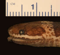 Image of Pseudoxyrhopus oblectator Cadle 1999