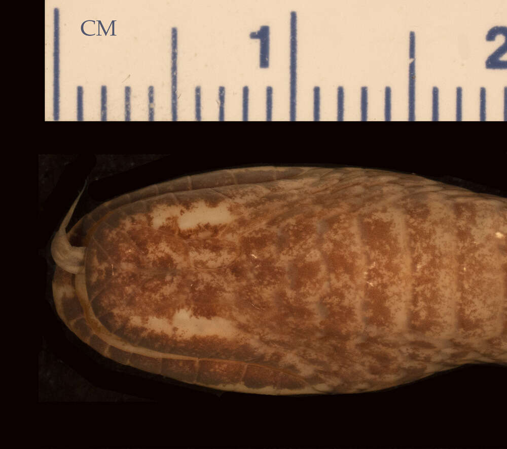 Слика од Pseudoxyrhopus oblectator Cadle 1999