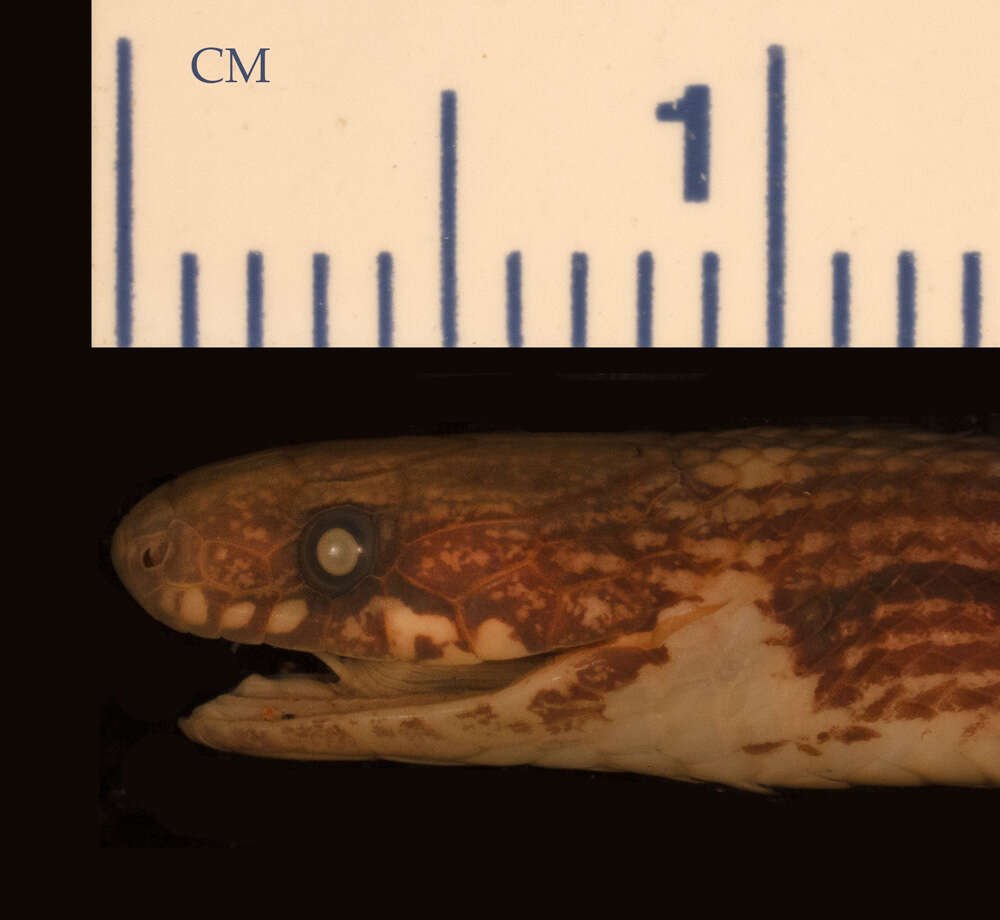 Image of Hannstein's Spot-lipped Snake