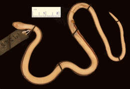 Urotheca guentheri (Dunn 1938) resmi