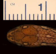 Image of Urotheca guentheri (Dunn 1938)