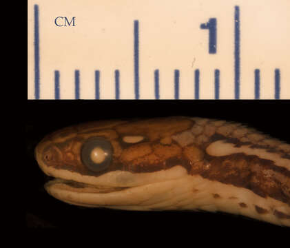 Image of Urotheca guentheri (Dunn 1938)
