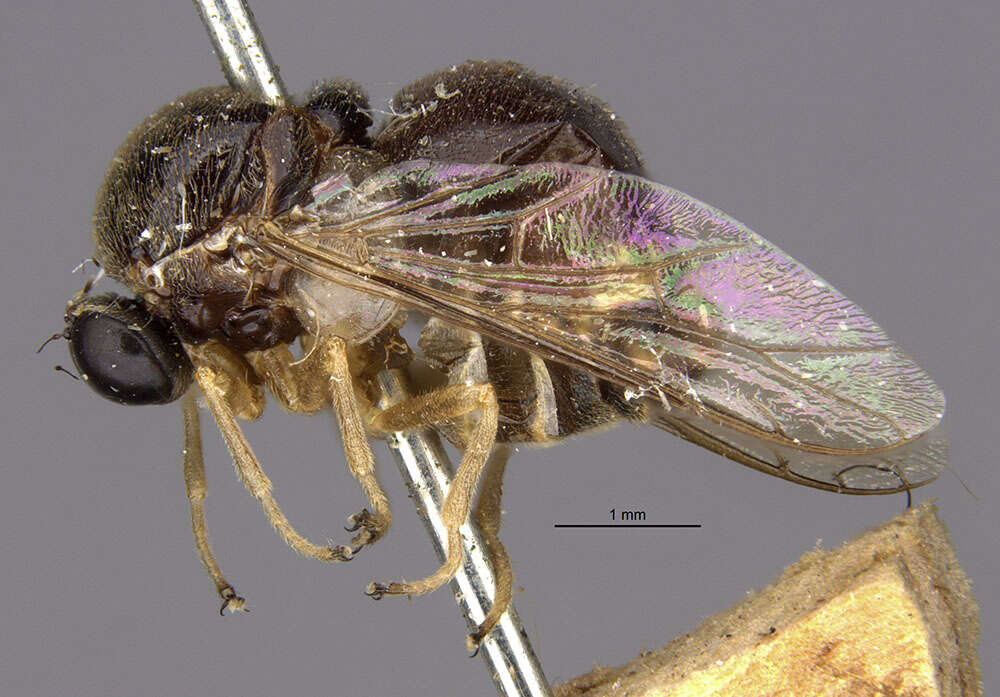 Image of Acrocera bimaculata Loew 1866