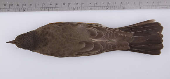 Image of Turdus migratorius migratorius Linnaeus 1766