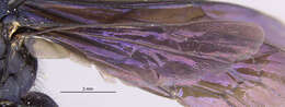 Image of Anoplius perpilosus Banks 1947