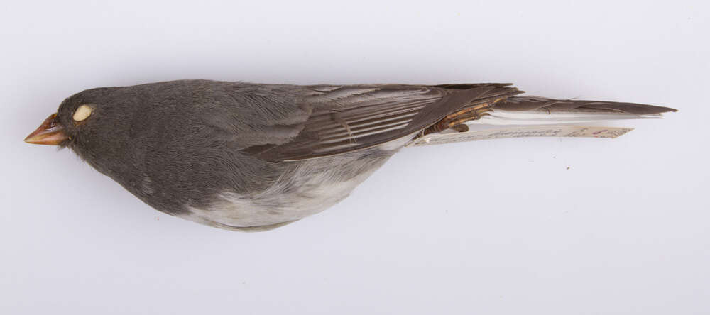 Image of juncos