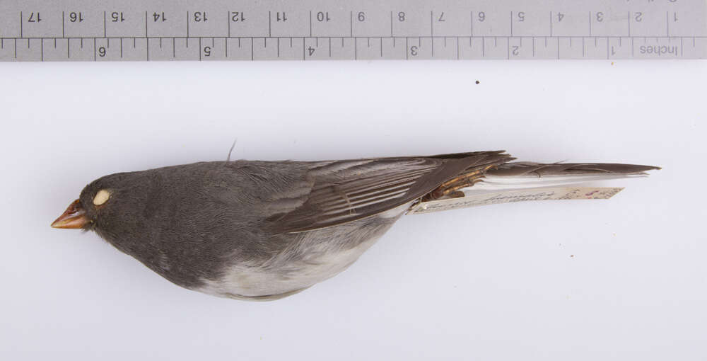 Image of juncos