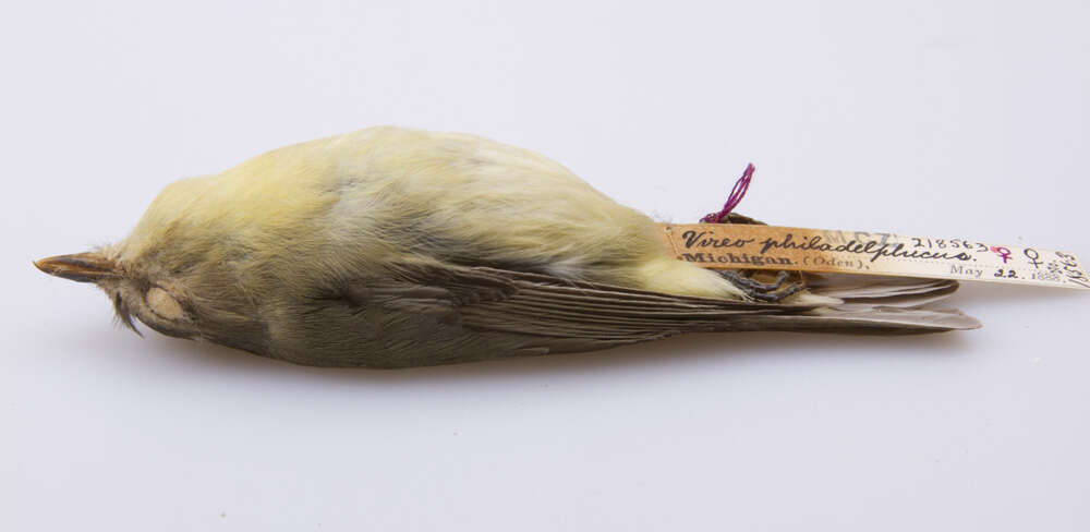 Слика од Vireo philadelphicus (Cassin 1851)