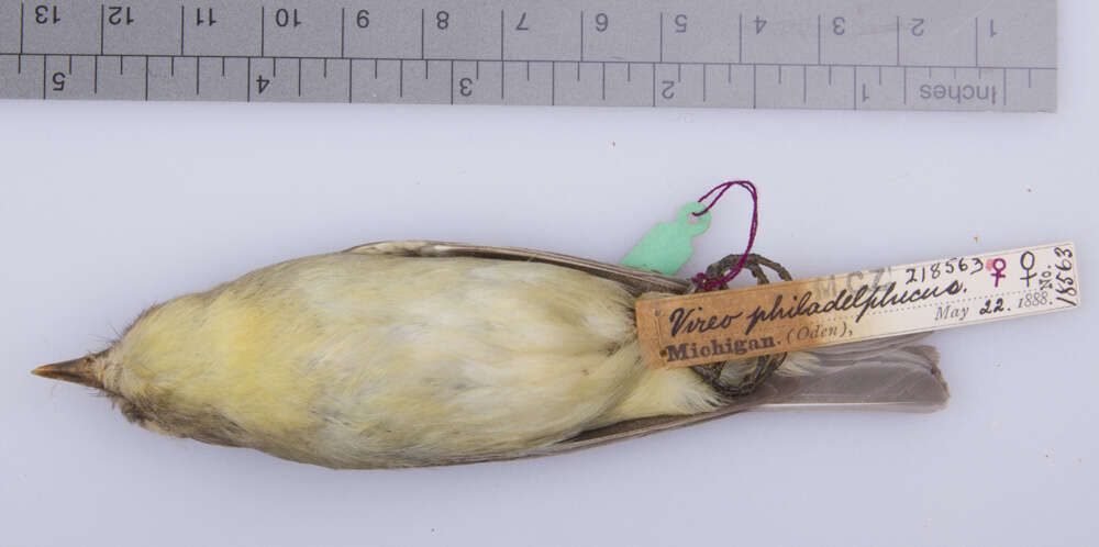 Слика од Vireo philadelphicus (Cassin 1851)