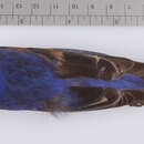 Image of <i>Passerina <i>caerulea</i></i> caerulea (Linnaeus 1758)