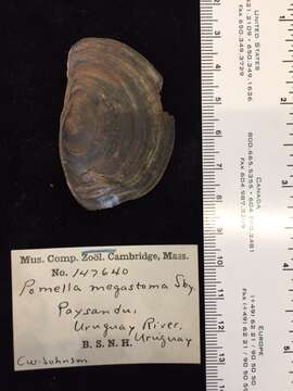 Sivun Pomacea megastoma (G. B. Sowerby I 1825) kuva