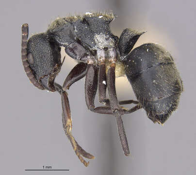 Image of Dolichoderus tristis Mann 1916